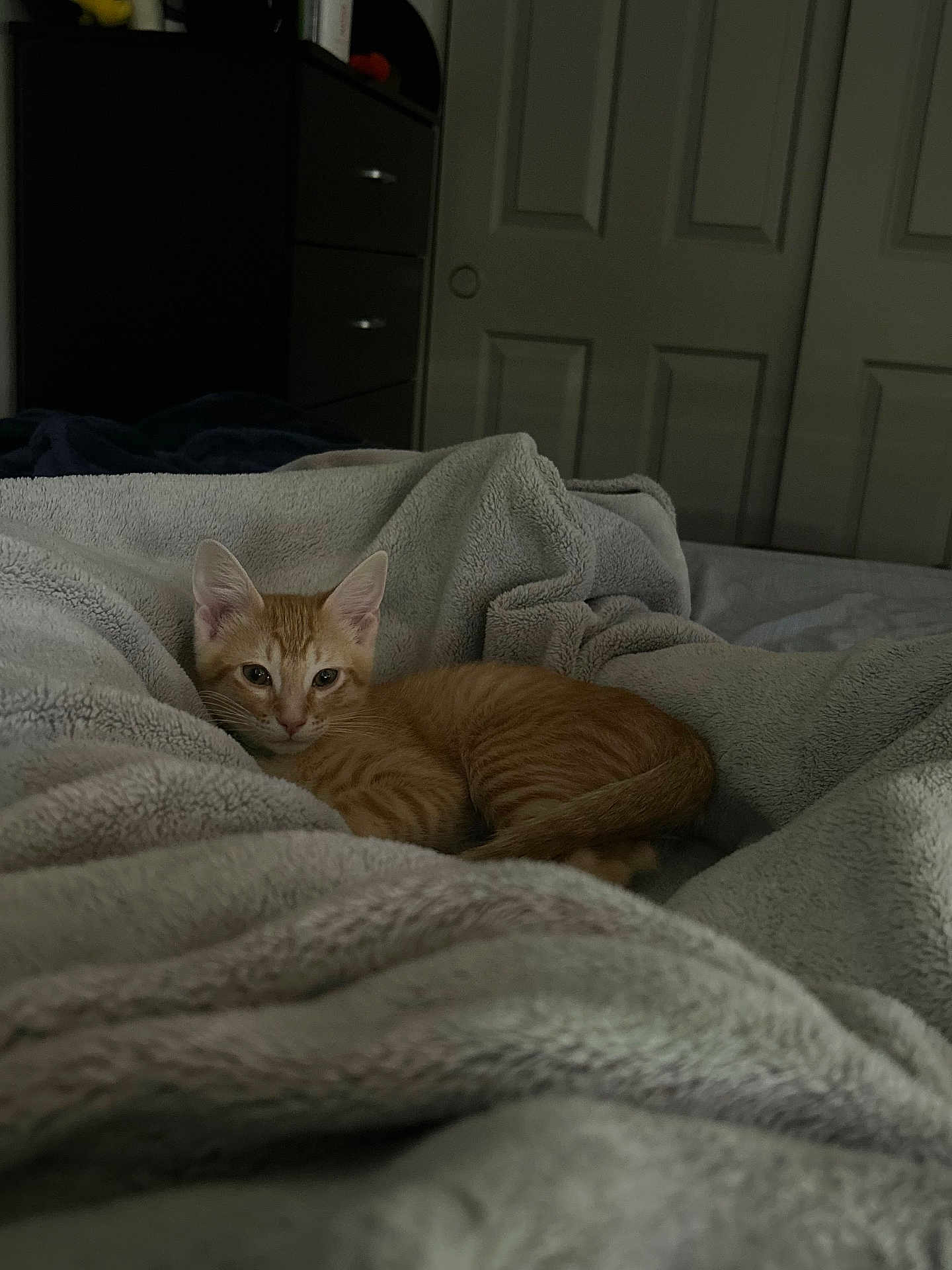 Soda joined the competition — help win amazing prizes! kitten, cat, orange_tabby, pet, blanket, bedding, cozy, curled_up, ears, whiskers, paws, fur, bedroom, dresser, door, indoor, resting, soft_texture, low_light, cute