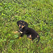 Malachi is registered to the contest to win money with this photo: puppy, dog, grass, greenery, outdoor, animal, cute, small, pet, nature, field, canine, young, lying_down, fur, black, tan, playful, leaf, summer