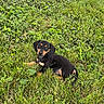 puppy, dog, grass, greenery, outdoor, animal, cute, small, pet, nature, field, canine, young, lying_down, fur, black, tan, playful, leaf, summer