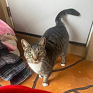 Kitty is registered to the contest to win money with this photo: cat, tabby, green_eyes, white_paws, floor, door, blanket, pink_bowl, indoor, pet, curious, alert, animal, whiskers, fur, tail, home, closeup, looking_up, domestic