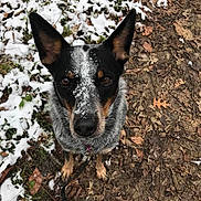 Spry joined the competition — help win amazing prizes! australian_cattle_dog, australian_stumpy_tail_cattle_dog, canidae, carnivore, dog, dog_breed, herding_dog, koolie, lancashire_heeler, mammal, texas_heeler, vertebrate, working_dog
