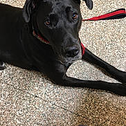 Abbie is registered to the contest to win money with this photo: beagador, borador, canidae, carnivore, dog, dog_breed, dog_collar, formosan_mountain_dog, labrador_retriever, patterdale_terrier, snout, sporting_group