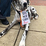Mia joined the competition — help win amazing prizes! canidae, carnivore, conformation_show, dalmatian, dog, dog_breed, giant_dog_breed, great_dane, mammal, non_sporting_group, pointer, snout, sporting_group