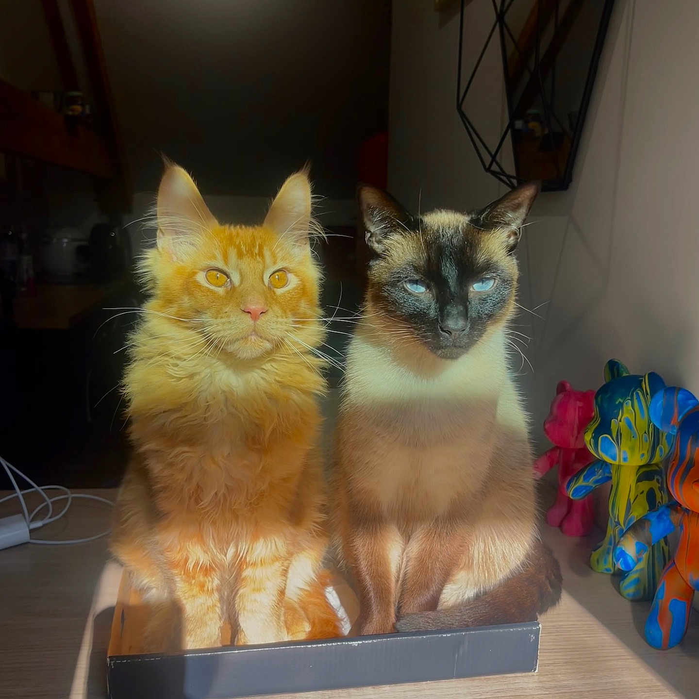 Léohéra participe au concours pour gagner de l'argent avec cette photo : animal, architecture, building, cat, computerhardware, electronics, furniture, hardware, indoors, interiordesign, kitten, livingroom, manx, monitor, pet, plywood, room, screen, table, wood