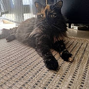Lucky a rejoint le concours — aidez-le/la à gagner de superbes lots ! cat, tortoiseshell, fluffy, pet, indoor, rug, curtain, home, relaxed, animal, feline, whiskers, ears, floor, cozy, natural_light, domestic, resting, long_hair, window