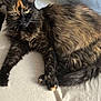 Lucky a rejoint le concours — aidez-le/la à gagner de superbes lots ! cat, tortoiseshell, feline, pet, animal, fur, yellow_eyes, whiskers, relaxed, laying_down, indoor, soft_texture, beige_background, close_up, portrait, domestic_animal, cute, fluffy, resting, calm
