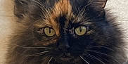 Lucky a rejoint le concours — aidez-le/la à gagner de superbes lots ! cat, tortoiseshell, fluffy, fur, pet, animal, indoor, floor, curious, eyes, whiskers, closeup, portrait, looking_up, feline, cute, companion, domestic, mammal, tabby