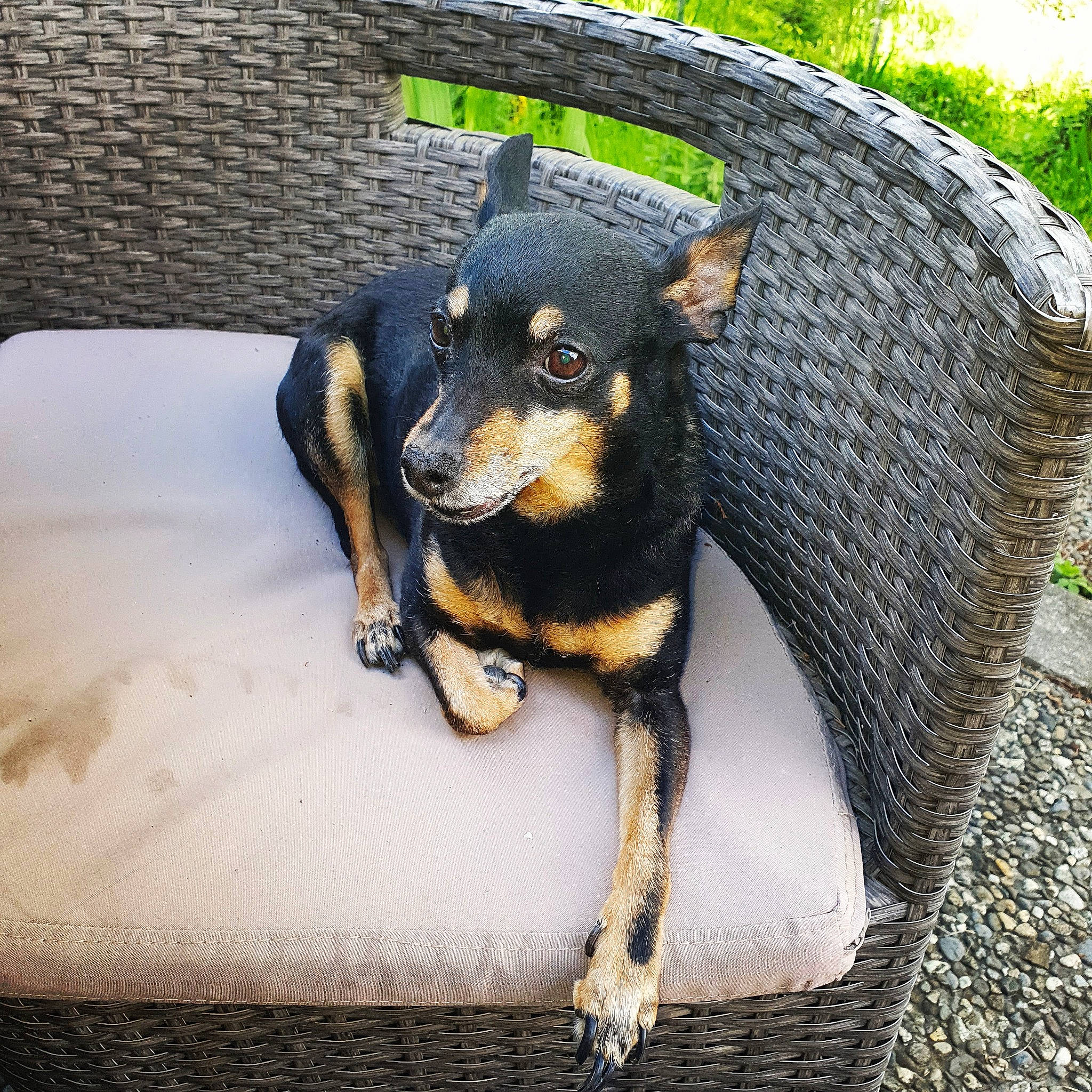 Ponyo participe au concours pour gagner de l'argent avec cette photo : canidae, carnivore, companion_dog, dog, dog_breed, fawn, fur, grass, guard_dog, paw, pinscher, plant, prazsky_krysarik, snout, sporting_group, terrestrial_animal, toy_dog, whiskers, working_animal, working_dog