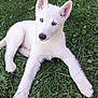 puppy, dog, white_fur, blue_eyes, grass, outdoor, pet, animal, lying_down, ears_up, nature, greenery, young_dog, cute, canine, playful, summer, daylight, close_up, adorable