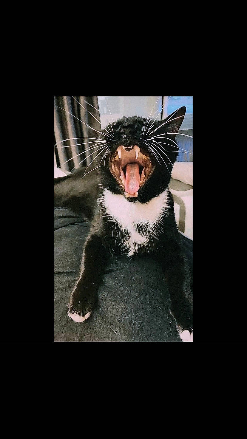 Nanou participe au concours pour gagner de l'argent avec cette photo : art, black_cat, carnivore, cat, darkness, domestic_short_haired_cat, eyelash, eyewear, fang, felidae, fictional_character, flash_photography, font, formal_wear, fur, jaw, small_to_medium_sized_cats, snout, whiskers, window