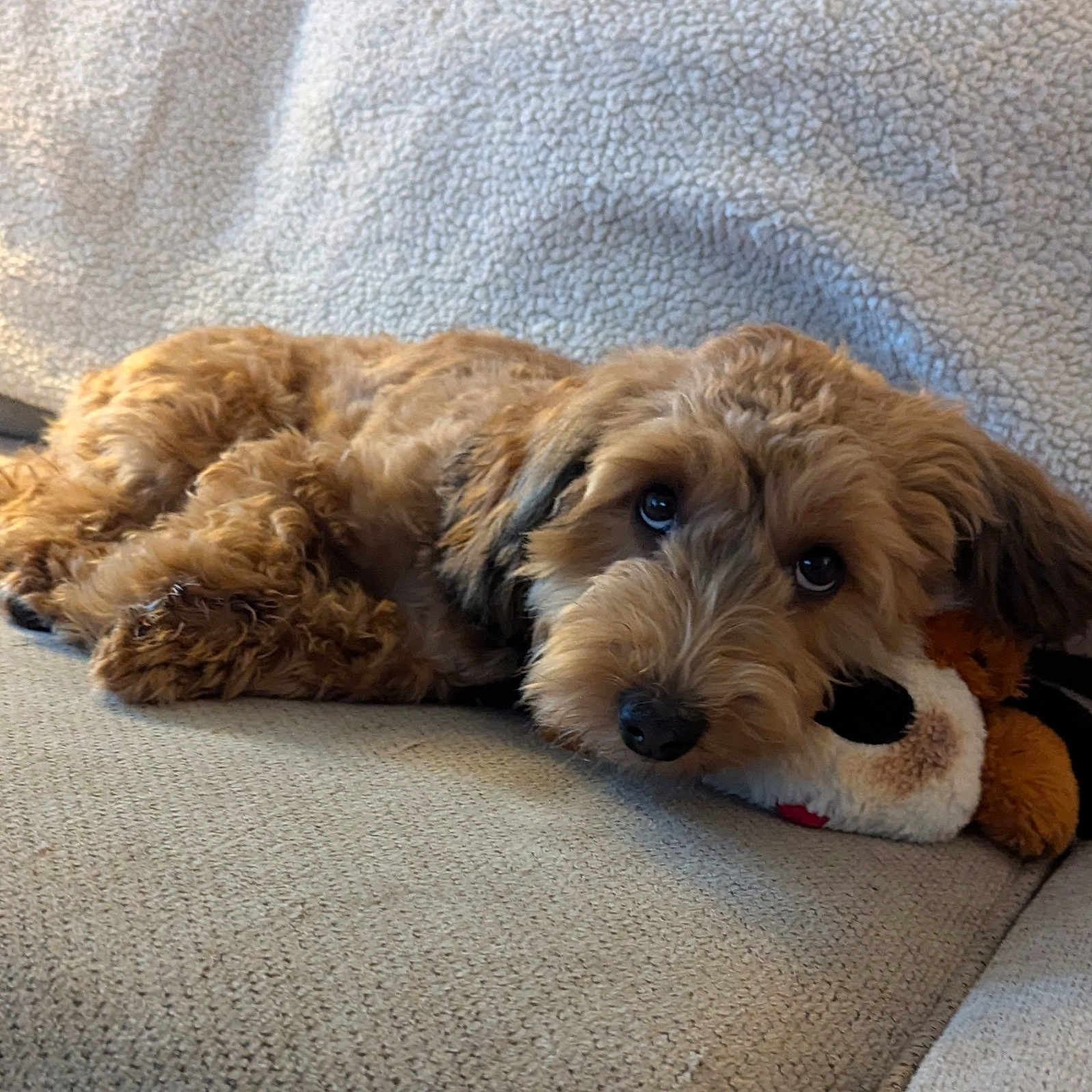 Harley Davidson is registered to the contest to win money with this photo: airedale, animal, canine, cockerspaniel, couch, cushion, dog, furniture, homedecor, hound, linen, person, pet, poodle, puppy, sleeping, terrier, whitedog