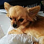 animal, canine, chihuahua, cockerspaniel, cushion, dog, eskimodog, homedecor, papillon, pet, puppy
