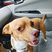 Mojo joined the competition — help win amazing prizes! dog, small_dog, brown_dog, white_paws, car_interior, car_seat, dog_collar, dog_leash, happy_dog, pet, animal, canine, vehicle, door_handle, window, seat_cover, floor_mat, clutter, looking_up, mouth_open