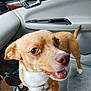 dog, small_dog, brown_dog, white_paws, car_interior, car_seat, dog_collar, dog_leash, happy_dog, pet, animal, canine, vehicle, door_handle, window, seat_cover, floor_mat, clutter, looking_up, mouth_open