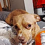 Mojo joined the competition — help win amazing prizes! dog, pet, blanket, bottle, nutrition_label, indoor, brown_dog, fur, face, eyes, nose, paw, cozy, looking_up, expression, close_up, soft_texture, background, resting, animal