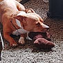 Mojo is registered to the contest to win money with this photo: dog, carpet, plush_toy, brown, pet, indoor, resting, animal, fur, collar, head, paw, floor, soft_light, relaxed, toy, domestic, quiet, comfort, shadow