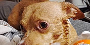 Mojo is registered to the contest to win money with this photo: dog, small_dog, brown_dog, pet, indoor, blanket, bottle, orange_bottle, fur, animal, lying_down, close_up, curious, eyes, paw, cozy, warm_lighting, furniture, home, resting