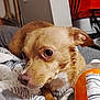 dog, small_dog, brown_dog, pet, indoor, blanket, bottle, orange_bottle, fur, animal, lying_down, close_up, curious, eyes, paw, cozy, warm_lighting, furniture, home, resting