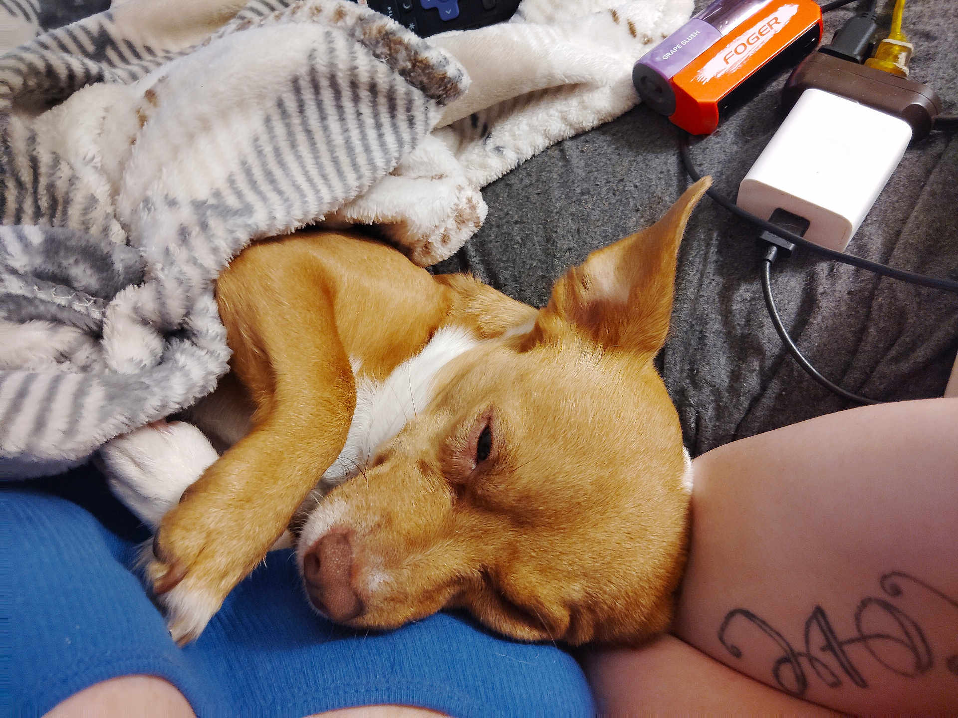 Mojo joined the competition — help win amazing prizes! dog, brown_dog, blanket, sleeping, cozy, paw, tattoo, arm, blue_clothing, charger, cable, resting, indoor, soft_texture, fur, closeup, relaxation, pet, companion, comfort