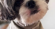 Buddy joined the competition — help win amazing prizes! dog, close_up, portrait, pet, bandana, camouflage, fur, cute, animal, indoor, face, looking, ears, whiskers, soft_light, expression, friendly, muzzle, domestic, companion