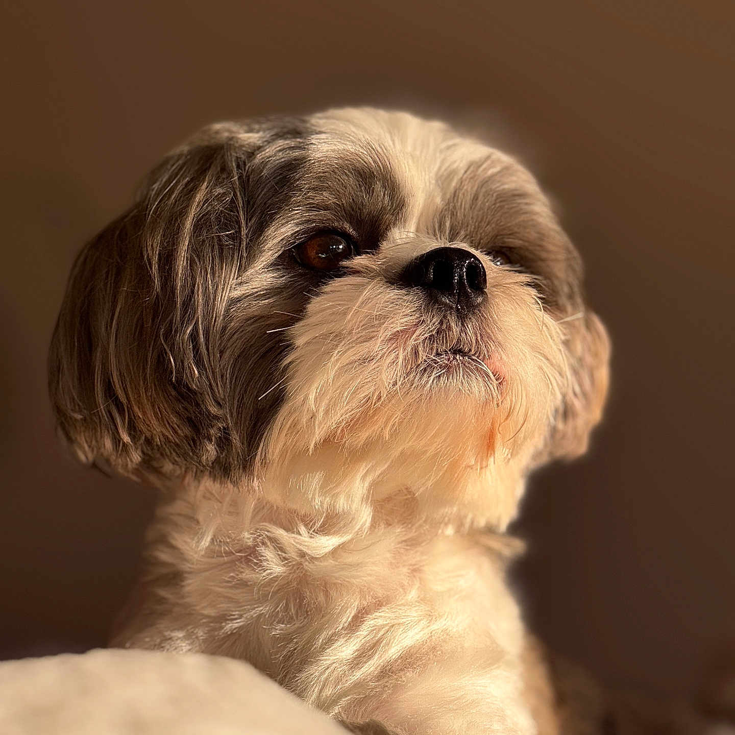 Buddy