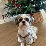 Buddy joined the competition — help win amazing prizes! dog, small_dog, pajamas, clothing, floor, wooden_floor, christmas_tree, ornaments, holiday, decorations, indoor, pet, cute, fur, sitting, looking_up, brown, white, festive, home