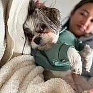 Buddy joined the competition — help win amazing prizes! dog, pet, cute, cozy, blanket, pillow, indoor, person, sweater, relaxed, fur, face, expression, cuddle, comfort, home, resting, closeup, animal, love