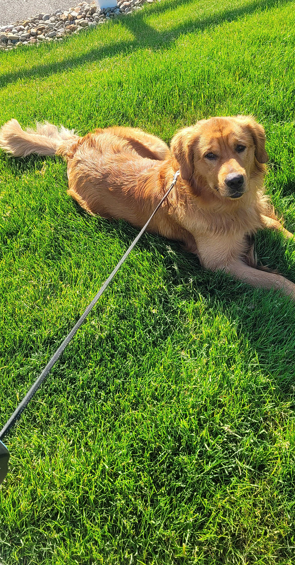 Bud is registered to the contest to win money with this photo: accessories, animal, canine, dog, field, goldenretriever, grass, grassland, herbal, herbs, lawn, leash, nature, outdoors, pet, plant, puppy, strap, summer, yard