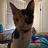 Mochi joined the competition — help win amazing prizes! cat, calico, pet, indoor, bedroom, blanket, window, blinds, table, bottle, glass, door, collar, bell, furniture, animal, curious, closeup, fur, domestic
