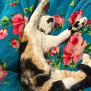 Mochi joined the competition — help win amazing prizes! calico_cat, cat, pet, animal, feline, sleeping, stretching, blanket, floral_pattern, blue_blanket, pink_flowers, red_flowers, fur, whiskers, collar, cozy, resting, paw, relaxation, indoor