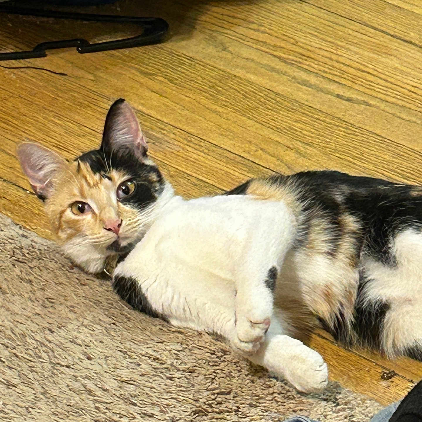 Mochi