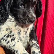Aïko a rejoint le concours — aidez-le/la à gagner de superbes lots ! animal, black_and_white, close_up, cute, dog, domestic_animal, friendly, fur, hand, mammal, nature, outdoor, person, pet, portrait, puppy, red_shirt, spotted, sunlight, young