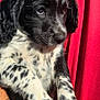 animal, black_and_white, close_up, cute, dog, domestic_animal, friendly, fur, hand, mammal, nature, outdoor, person, pet, portrait, puppy, red_shirt, spotted, sunlight, young