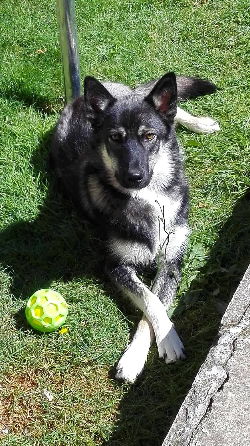 Falcko participe au concours pour gagner de l'argent avec cette photo : ball, canidae, carnivore, companion_dog, dog, dog_breed, dog_supply, grass, herding_dog, non_sporting_group, snout, sporting_group, sports_equipment, sports_toy, tail, tennis_ball, terrestrial_animal, whiskers, working_animal, working_dog