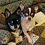 animal, black, blanket, brown, chihuahua, companion, cozy, cute, dog, ears, friendship, fur, indoor, looking_at_camera, paw, pet, resting, small_dog, snuggling, white