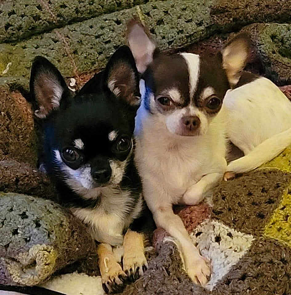 Mimi Et Penny
