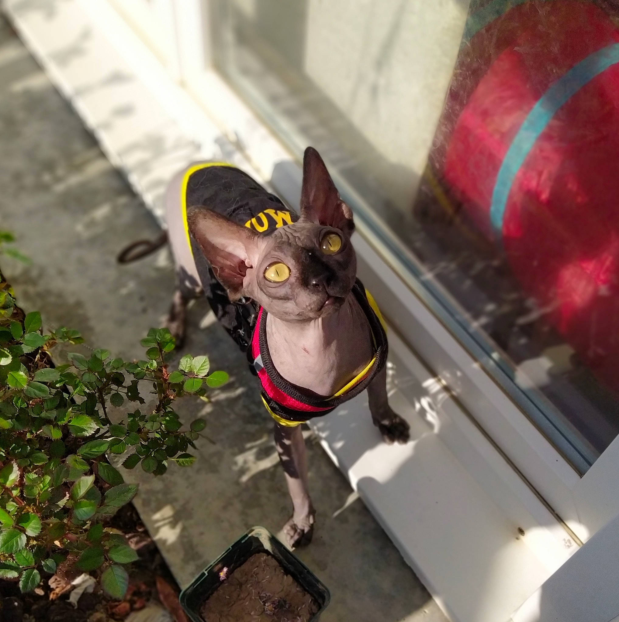 Clyde a rejoint le concours — aidez-le/la à gagner de superbes lots ! carnivore, collar, dog_collar, felidae, figurine, leash, purple, snout, terrestrial_animal, violet, whiskers, working_animal