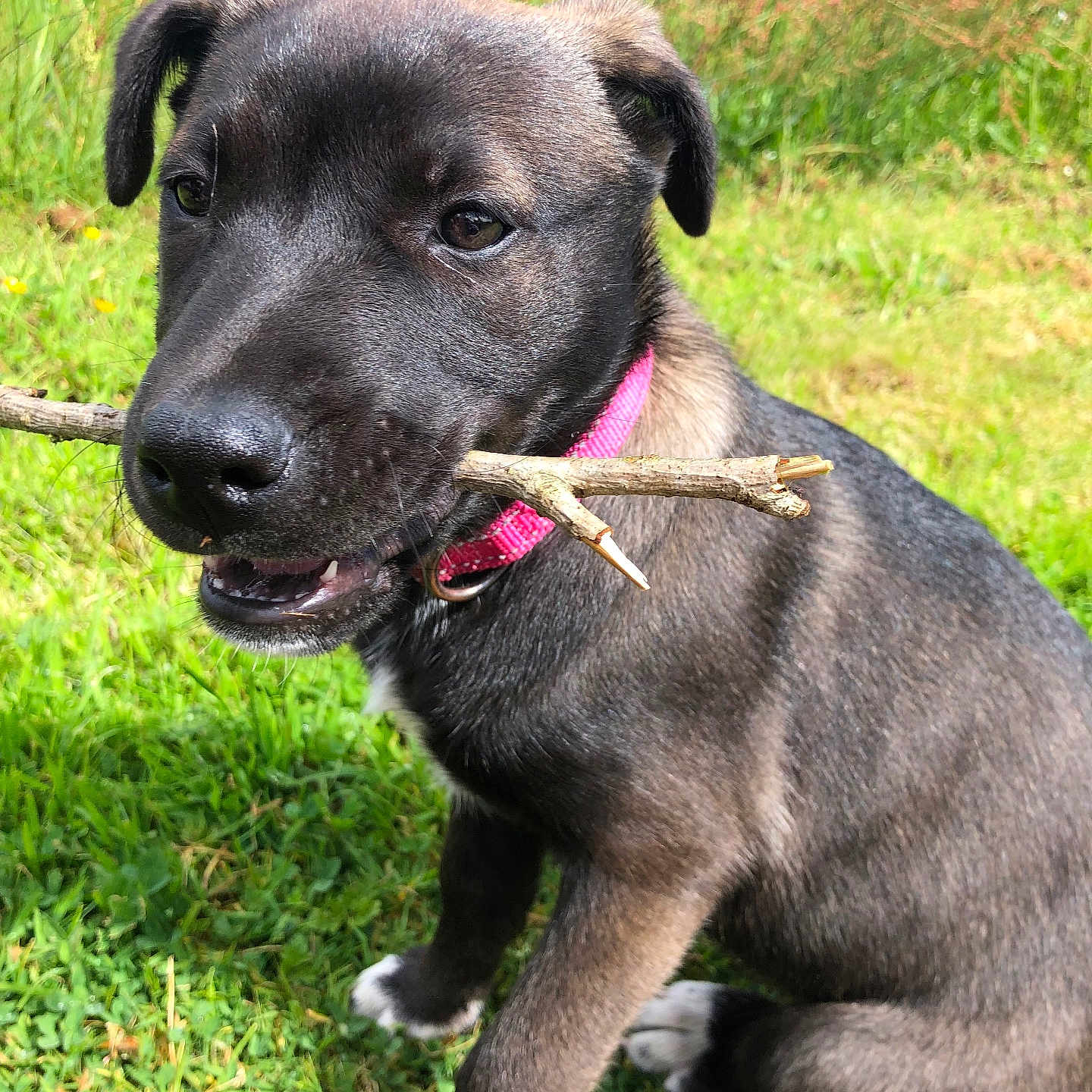 Aïka a rejoint le concours — aidez-le/la à gagner de superbes lots ! animal, canine, closeup, collar, cute, daylight, dog, fur, grass, greenery, happy, mouth, nature, outdoor, pet, playful, puppy, sitting, stick, young