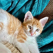 Adrien a rejoint le concours — aidez-le/la à gagner de superbes lots ! kitten, cat, orange_and_white, fur, whiskers, ears, eyes, nose, paw, blanket, fabric, cozy, resting, indoor, closeup, pet, cute, animal, laying, relaxed