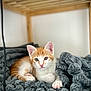 Adrien a rejoint le concours — aidez-le/la à gagner de superbes lots ! kitten, cat, orange_and_white, blanket, soft_texture, wooden_frame, indoor, pet, young, cute, feline, fur, whiskers, paw, relaxed, resting, animal, closeup, cozy, curious