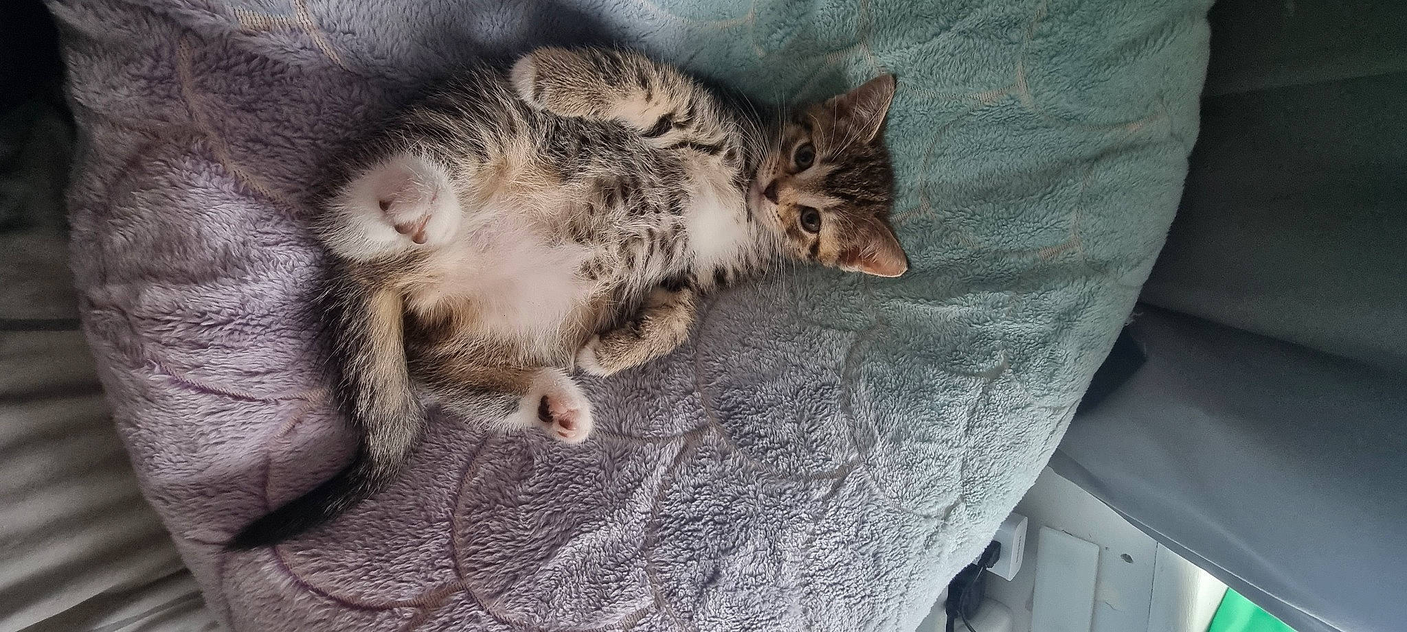 Marlee is registered to the contest to win money with this photo: carnivore, cat, claw, comfort, domestic_short_haired_cat, eye, felidae, flooring, fur, grey, linens, nap, paw, sleep, small_to_medium_sized_cats, snout, tail, terrestrial_animal, whiskers, wood