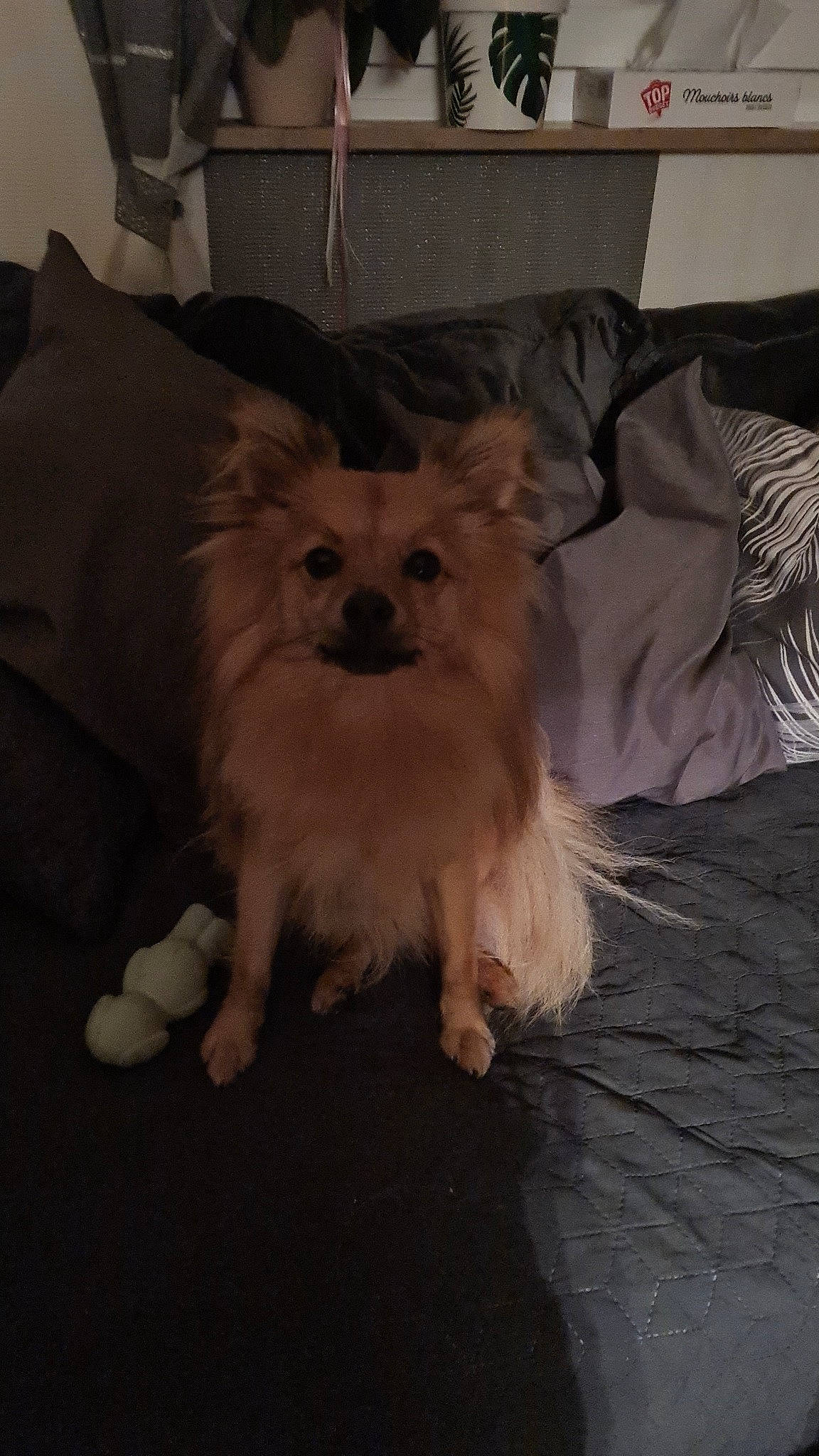 Mimi a rejoint le concours — aidez-le/la à gagner de superbes lots ! carnivore, comfort, companion_dog, couch, dog, dog_breed, dog_supply, fawn, fur, hardwood, pillow, pomeranian, room, small_terrier, spitz, terrestrial_animal, terrier, toy_dog, whiskers, working_animal