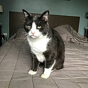 Clochette a rejoint le concours — aidez-le/la à gagner de superbes lots ! cat, tuxedo_cat, pet, bed, bedding, blanket, indoor, domestic_animal, feline, whiskers, white_paws, yellow_eyes, portrait, sitting, headboard, lamp, wall_art, fur, paws, bedroom