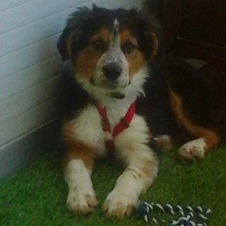 Nova a rejoint le concours — aidez-le/la à gagner de superbes lots ! animal, ball, canine, clothing, dog, football, footwear, grass, hound, pet, plant, puppy, runningshoe, shoe, sneaker, soccer, soccerball, sport, tennis, tennisball