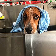 Chien a rejoint le concours — aidez-le/la à gagner de superbes lots ! dog, towel, blue_towel, bathtub, stainless_steel, pet, animal, indoors, graffiti, wall_art, brown_dog, wet_dog, head, face, eyes, snout, looking, cleaning, bathroom, cute
