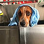 dog, towel, blue_towel, bathtub, stainless_steel, pet, animal, indoors, graffiti, wall_art, brown_dog, wet_dog, head, face, eyes, snout, looking, cleaning, bathroom, cute