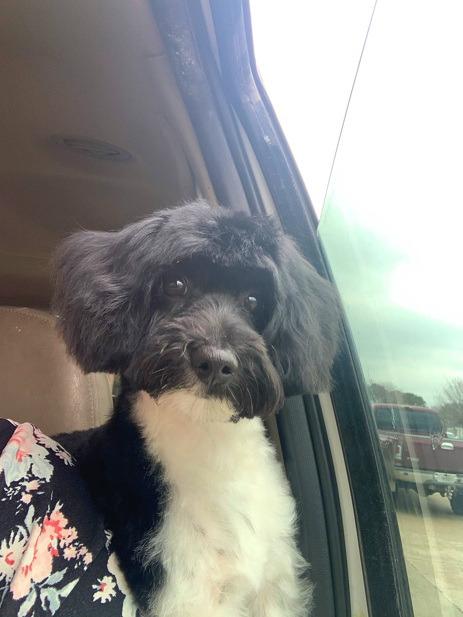 Bandit is registered to the contest to win money with this photo: automotive_exterior, automotive_mirror, automotive_tire, automotive_window_part, car, carnivore, cloud, companion_dog, dog, dog_breed, glass, motor_vehicle, sky, snout, terrier, toy_dog, vehicle, vehicle_door, window, windshield