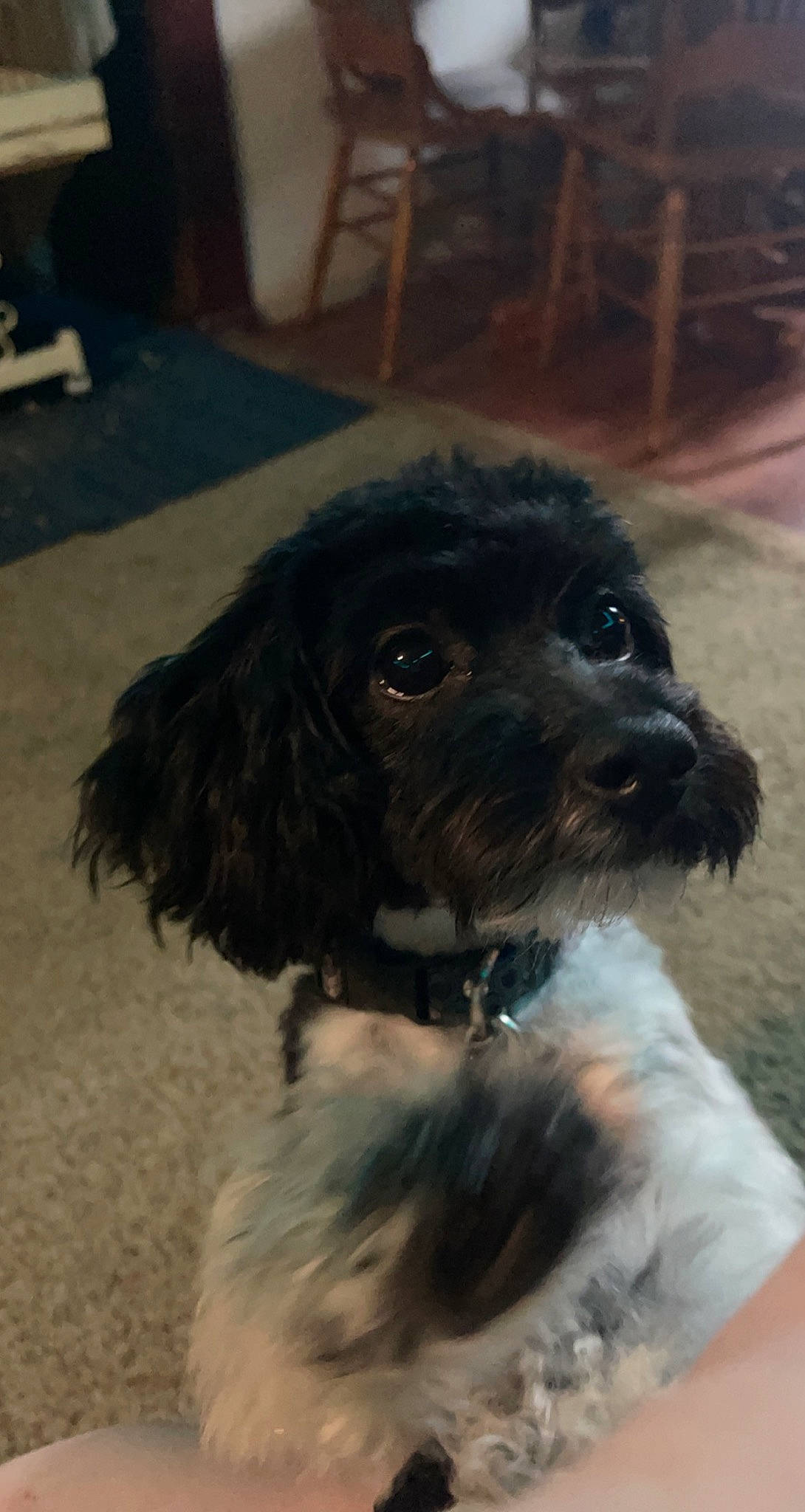 Bandit is registered to the contest to win money with this photo: canidae, carnivore, collar, companion_dog, dog, dog_breed, dog_collar, dog_supply, fur, liver, maltepoo, snout, spaniel, sporting_group, terrestrial_animal, terrier, toy_dog, water_dog, whiskers, working_animal