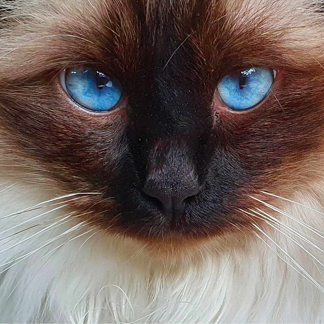 Ramses a rejoint le concours — aidez-le/la à gagner de superbes lots ! angora, animal, cat, kitten, manx, pet, siamese
