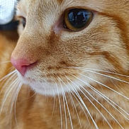 Miloh a rejoint le concours — aidez-le/la à gagner de superbes lots ! abyssinian, animal, cat, citrusfruit, food, fruit, kitten, manx, orange, pet, plant, produce, snout